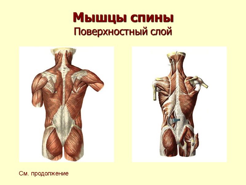 Мышцы спины Поверхностный слой См. продолжение